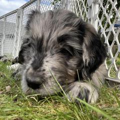 Bernedoodles and Saint Berdoodles from Myt fine doodles