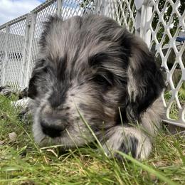 Bernedoodles and Saint Berdoodles from Myt fine doodles