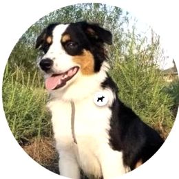 Brianna - Miniature Australian Shepherd