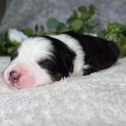 Snickers - Black tri-color male Australian Shepherd puppy in Summerville, South Carolina from Flowertown Aussies