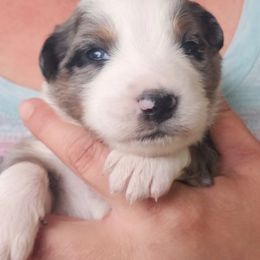 Australian Shepherd Puppies from Steel Magnolia Aussies