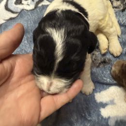 Alexander - male Newfypoo puppy in San Antonio, Texas from Mammoth Doodles