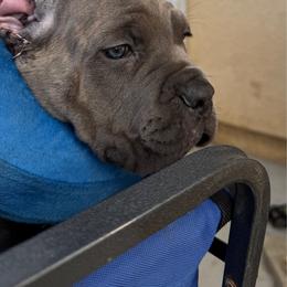 Yellow - Black female Cane Corso puppy in Homeland, California from Dal Deserto Cane Corso