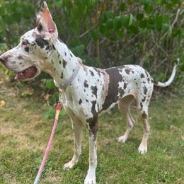 Phae - Great Dane
