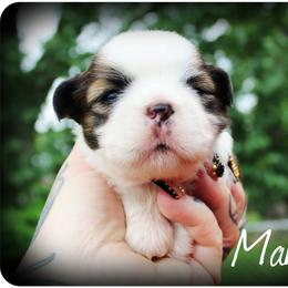 Mango - Sable and white male Shih Tzu puppy in Warren, Michigan from Danielle's Yorkie Babies