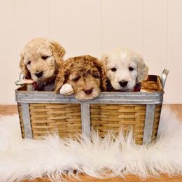 Goldendoodle Puppies from Tuxedo Mountain Doodles