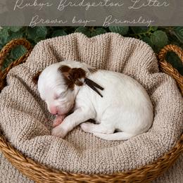 Goldendoodle Puppies from RadDoodles
