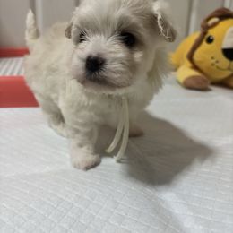 Honey - White female Mal-Shi puppy in Raleigh, North Carolina from Loveable Litters