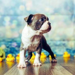 Boston Terrier Puppies from Buster’s Boston Babes