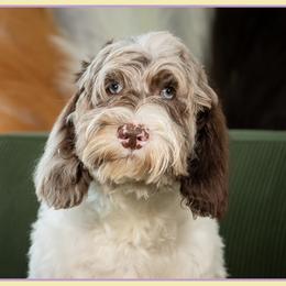 O'Malley - Brown white and tan male Cockapoo puppy in Connersville, Indiana from Deaz Doodle Ranch