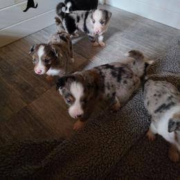 Cowboy - Blue merle male Miniature Australian Shepherd puppy in Lithia, Florida from Waterford Doodle Farm