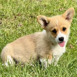 Pembroke Welsh Corgi Puppies from Pembroke Welsh Corgis at Belle Haven