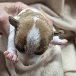 WALKER - White and chocolate male Teddy Roosevelt Terrier puppy in Murray, Kentucky from Froschwald German Shepherds and Xanadu Teddy Roosevelt Terriers