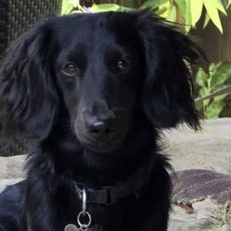 Vader - Dachshund