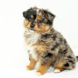 Toy Australian Shepherd Puppies from Tater Tails Toy Aussies