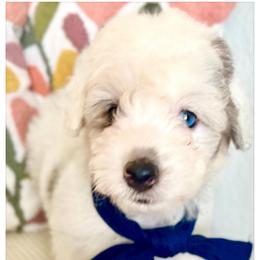 UKEE - Grey and white male Bernedoodle puppy in Houston, Texas from Pia’s Doodle Poodle Wag