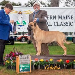 Summer - Bullmastiff