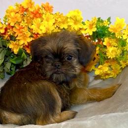 Linus - Red male Brussels Griffon puppy in Litchfield Park, Arizona from Melody Lane Brussels Griffons
