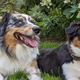 Australian Shepherds from Absaroka Aussies