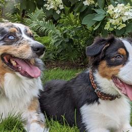 Australian Shepherds from Absaroka Aussies