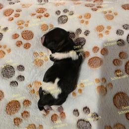 Poppy - Parti female Miniature Schnauzer puppy in Crestview, Florida from Dees Schnauzers