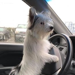 Radon - Biewer Terrier