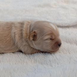 Gregory - Gold and white male Shihpoo puppy in Mifflintown, Pennsylvania from Curls & Paws Canines