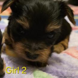 Girl 2 (Pink Collar) - Black and tan female Yorkshire Terrier puppy in Toledo, Ohio from Laura's Yorkshire Terriers