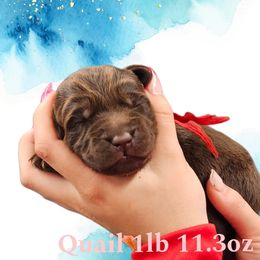 Quail - Chocolate female Dilute Retriever puppy in Sidney, Nebraska from Nebraska Strong Labradors