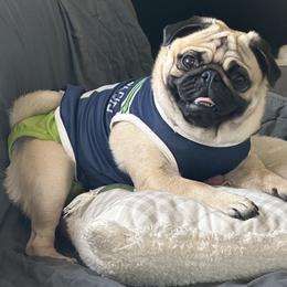 Phoenix - Pug