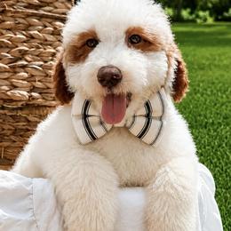 Tyler - Parti male Goldendoodle puppy in Iola, Texas from Supreme Doodles of Texas