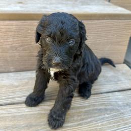 Sabrina - Black and white female Bernedoodle puppy in Springville, Utah from Oodles of Bernedoodles