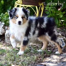 Latherby - Blue merle male Miniature Australian Shepherd puppy in Evant, Texas from Lazy VT Bar Ranch