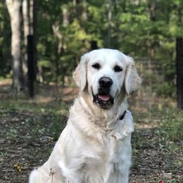 Golden Retrievers from Timberstone Retrievers