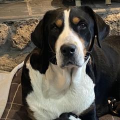 Greater Swiss Mountain Dogs from Glen Ellen Greater Swiss