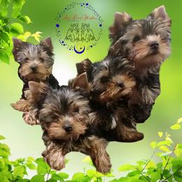 Yorkshire Terrier puppies from StarBornYorkies, llc