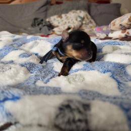 Grunt - Black and tan male Yorkshire Terrier puppy in Sidney, Ohio from Little Yorkie World