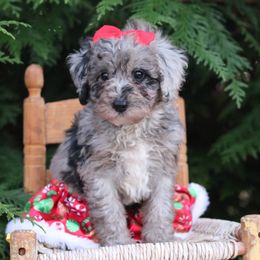 Snow White - Blue merle female Aussiedoodle puppy in Lexington, Alabama from Johnson’s Highland Pride Aussiedoodles