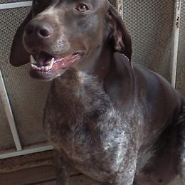 French Bulldogs and German Shorthaired Pointers from Anahola Frenchies