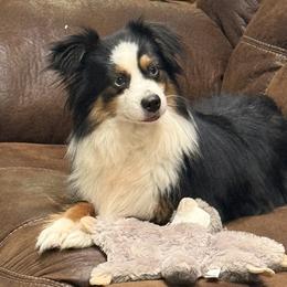 Toy Australian Shepherd puppies from Cross Bar