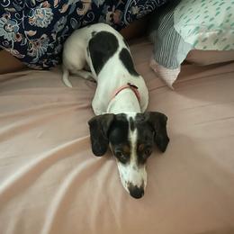 Martini - Dachshund