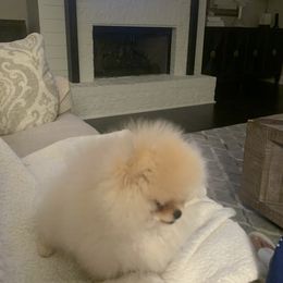 Pomeranian Puppies from Halo Poms