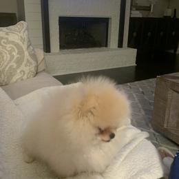 Pomeranian Puppies from Halo Poms