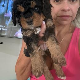 Purple - Phantom female Bernedoodle puppy in Southampton, Pennsylvania from Pumpkin Patch Doodles