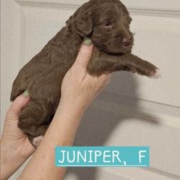 Juniper,  Powder blue collar - Brown female Cockapoo puppy in Pell City, Alabama from FurEver Young Kennels