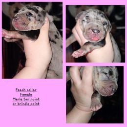 Great Dane Puppies from LakeSide Danes