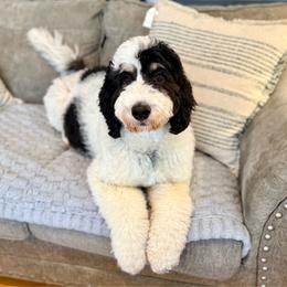 Addy - Bernedoodle