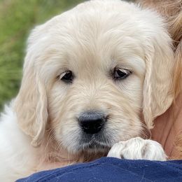 Golden Retriever, Newfoundland, and Shetland Sheepdog Puppies from Galaxies