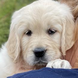 Golden Retriever, Newfoundland, and Shetland Sheepdog Puppies from Galaxies