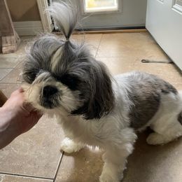 Shih Tzus from Sunni’s Shih Tzu Darlings